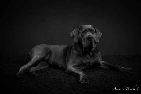 Animaux-familiers--11-