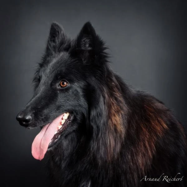 Animaux-familiers--12-