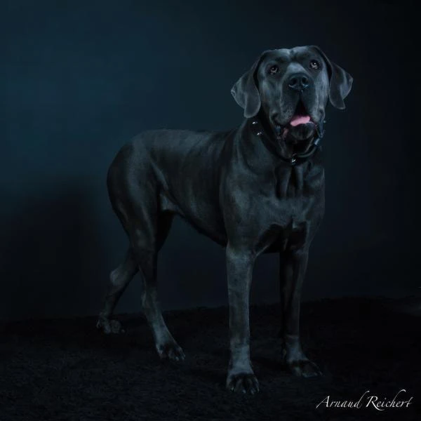 Animaux-familiers--13-