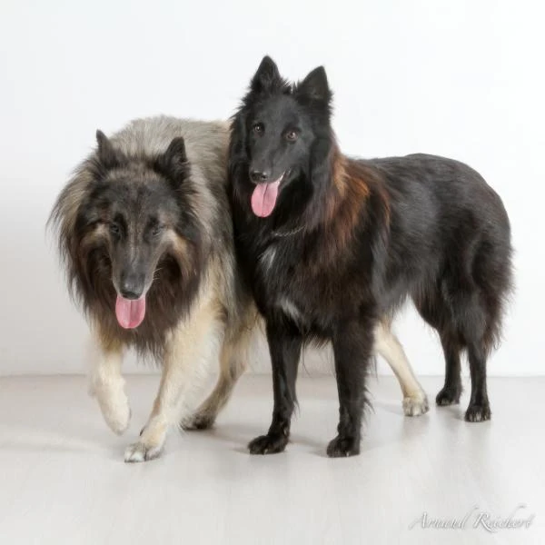 Animaux-familiers--14-