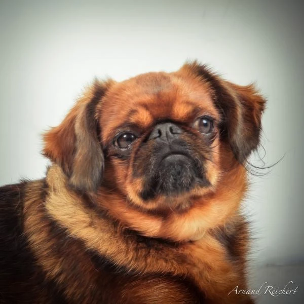 Animaux-familiers--15-