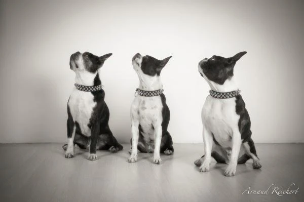Animaux-familiers--22-