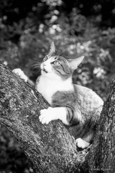 Animaux-familiers--28-
