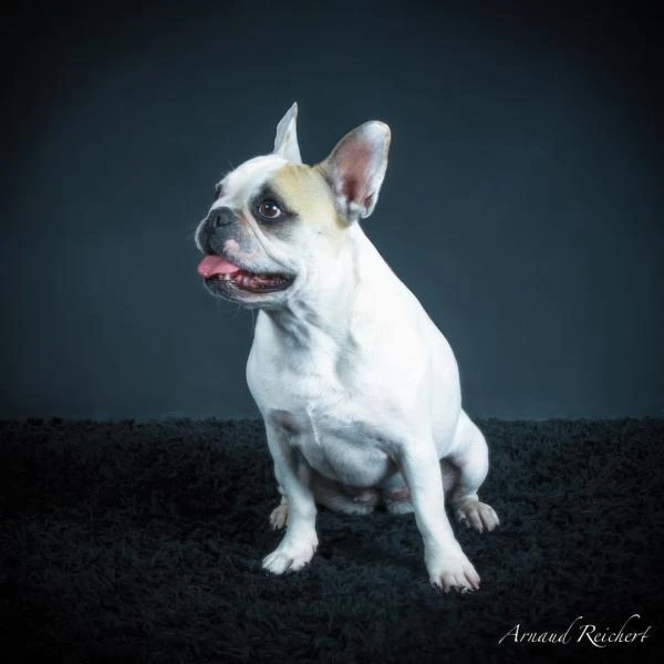 Animaux-familiers--3-