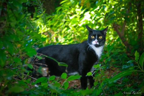 Animaux-familiers--31-