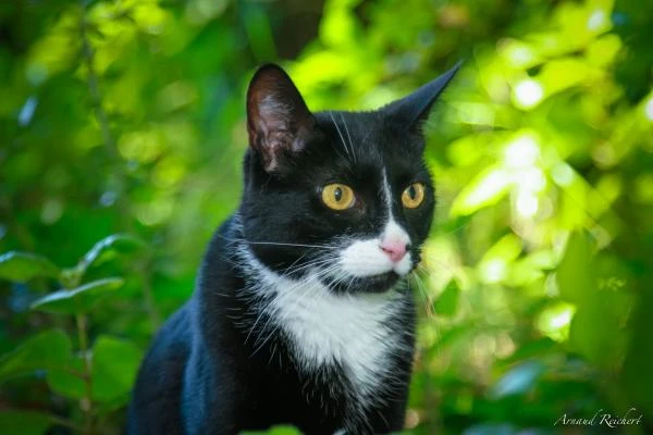 Animaux-familiers--32-