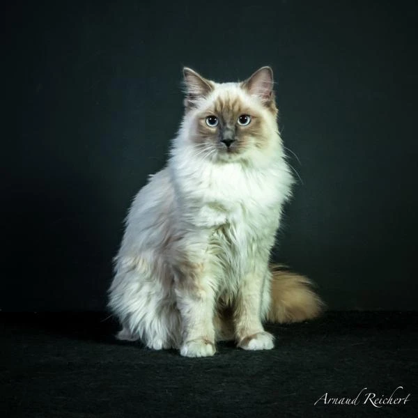 Animaux-familiers--35-