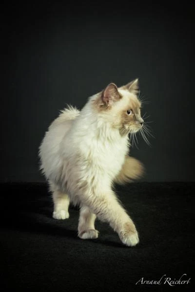 Animaux-familiers--36-