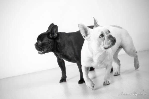 Animaux-familiers--4-