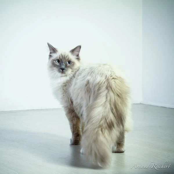 Animaux-familiers--41-