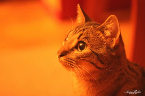 Animaux-familiers--44-