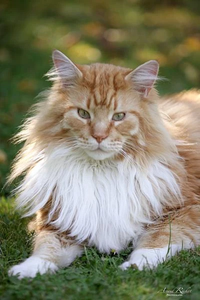 Animaux-familiers--46-
