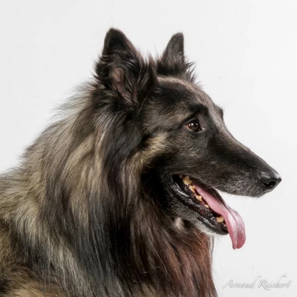 Animaux-familiers--5-