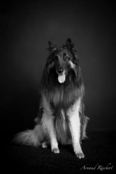 Animaux-familiers--6-