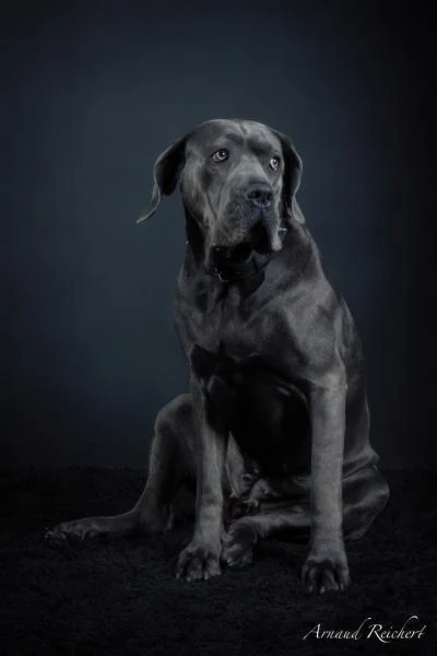 Animaux-familiers--7-