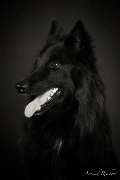 Animaux-familiers--8-