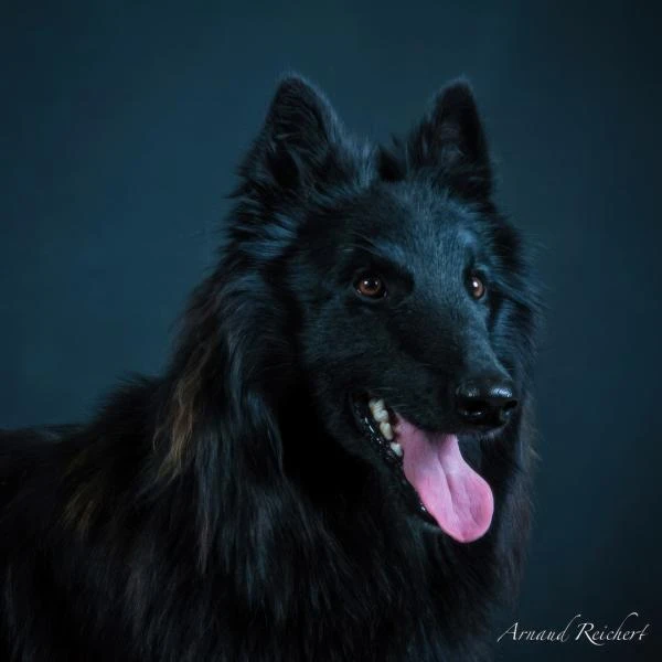 Animaux-familiers--9-